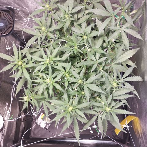 Elixir CBD auto growlog timeline photo