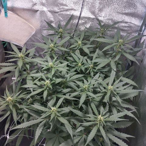 Elixir CBD auto growlog timeline photo