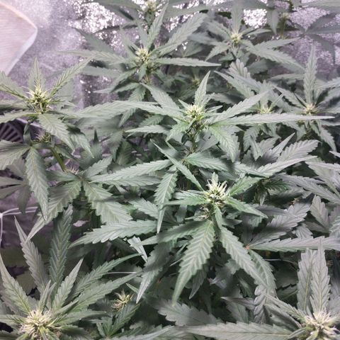 Elixir CBD auto growlog timeline photo
