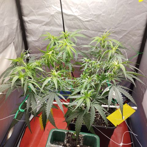 Amnesia fem growlog timeline photo
