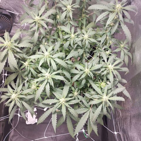 Elixir CBD auto growlog timeline photo