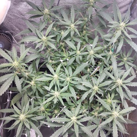 Elixir CBD auto growlog timeline photo