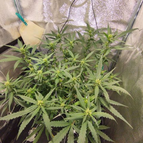 Elixir CBD auto growlog timeline photo