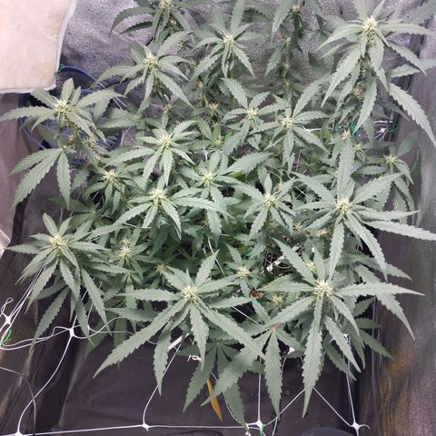 Elixir CBD auto growlog timeline photo