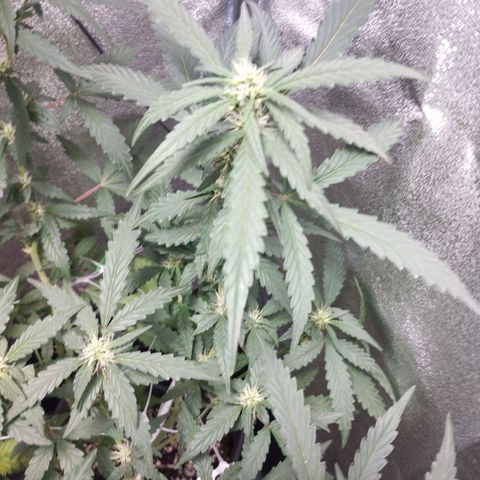 Elixir CBD auto growlog timeline photo
