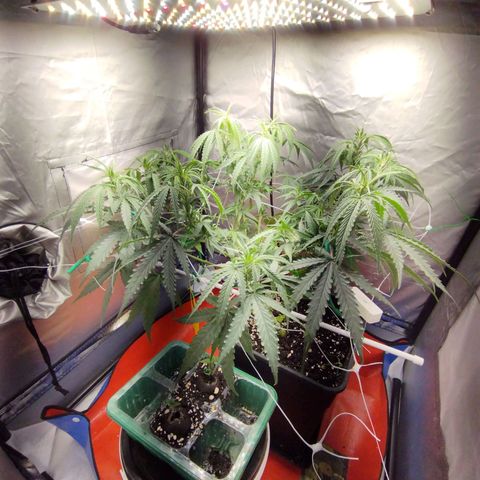 Amnesia fem growlog timeline photo