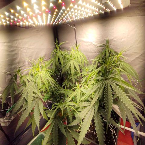 Amnesia fem growlog timeline photo