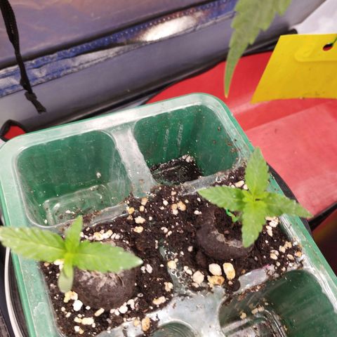 Lemon Haze auto  growlog timeline photo