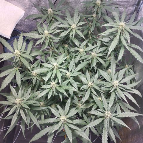 Elixir CBD auto growlog timeline photo