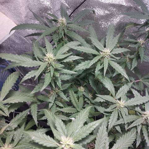 Elixir CBD auto growlog timeline photo