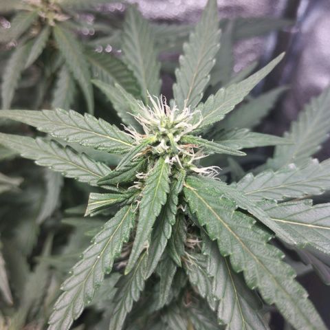 Elixir CBD auto growlog timeline photo