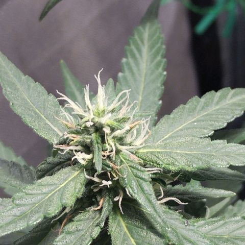 Elixir CBD auto growlog timeline photo