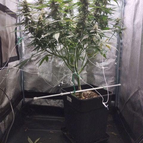 Elixir CBD auto growlog timeline photo