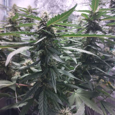 Elixir CBD auto growlog timeline photo