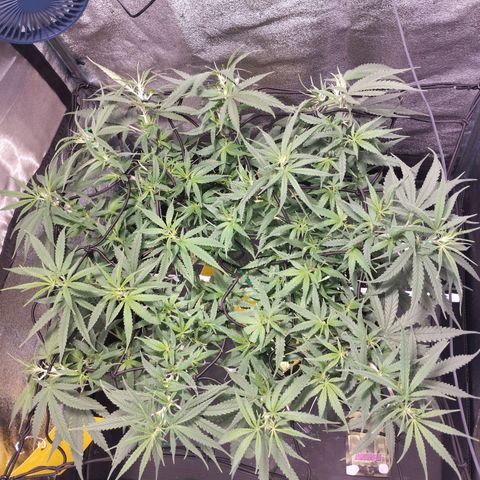 Amnesia fem growlog timeline photo