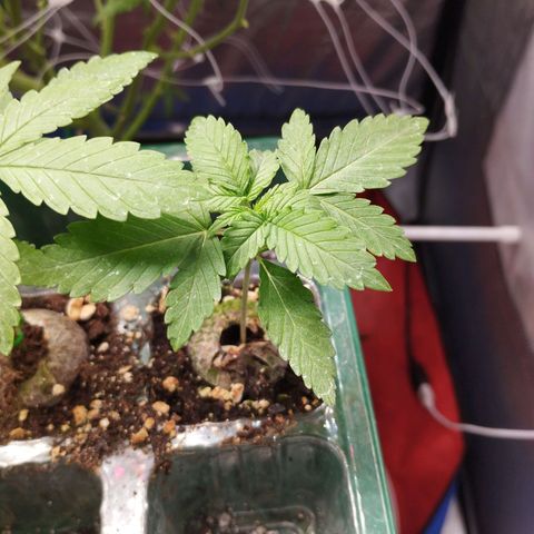 Lemon Haze auto  growlog timeline photo