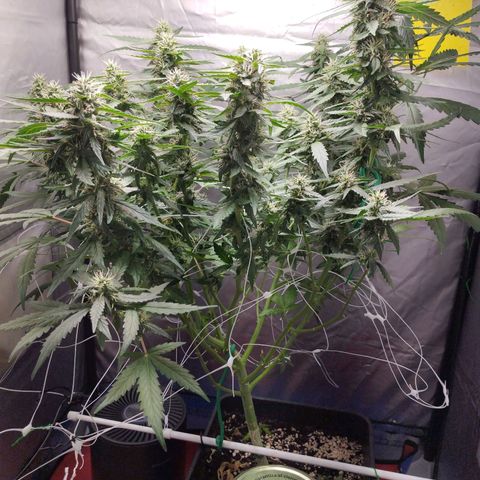 Elixir CBD auto growlog timeline photo