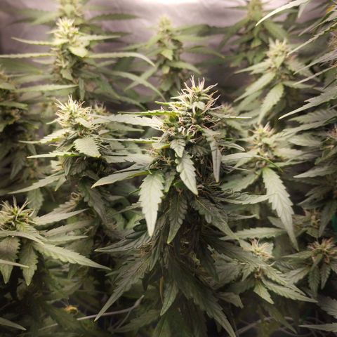 Elixir CBD auto growlog timeline photo
