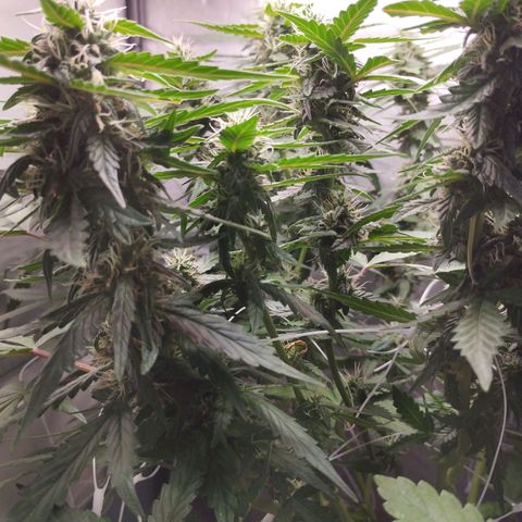 Elixir CBD auto growlog timeline photo