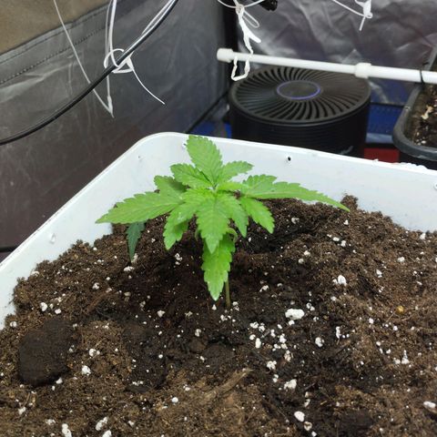 Lemon Haze auto  growlog timeline photo