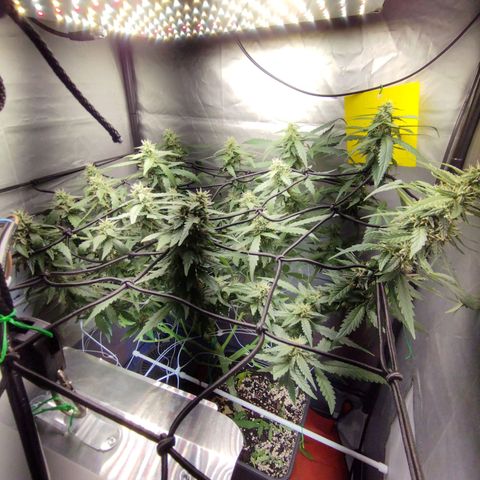 Elixir CBD auto growlog timeline photo