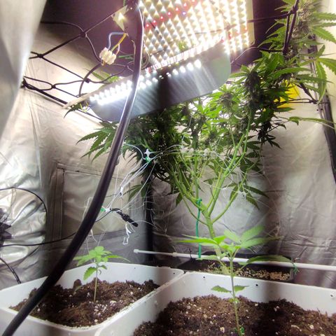 Elixir CBD auto growlog timeline photo