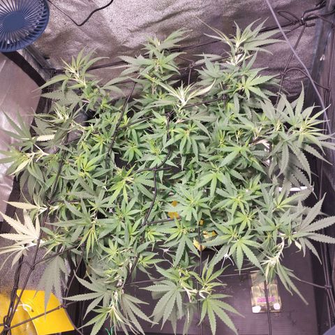 Amnesia fem growlog timeline photo