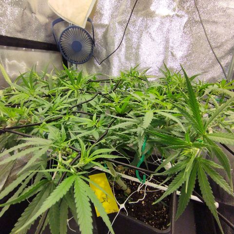 Amnesia fem growlog timeline photo