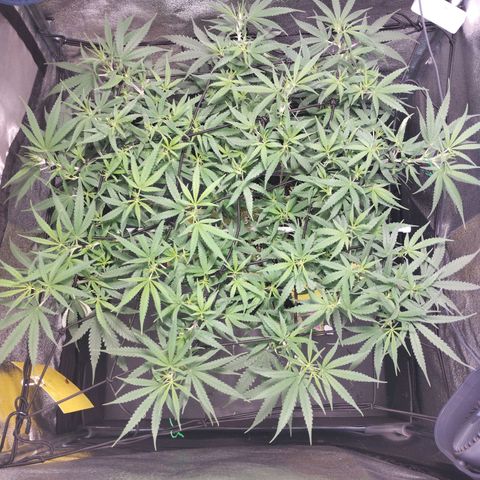 Amnesia fem growlog timeline photo