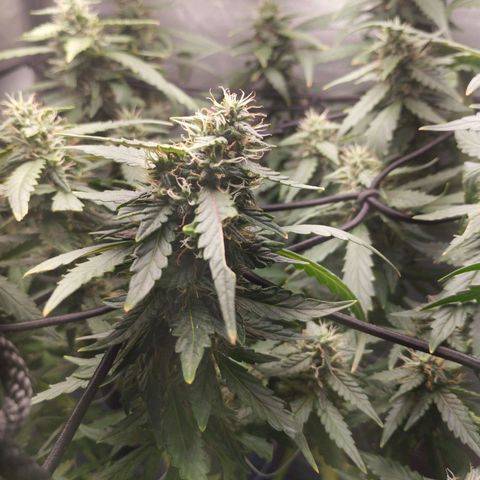 Elixir CBD auto growlog timeline photo