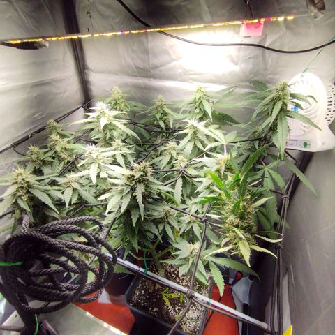 Elixir CBD auto growlog timeline photo