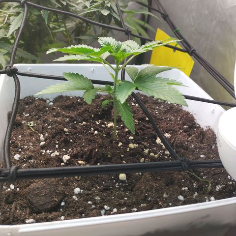Lemon Haze auto  growlog timeline photo
