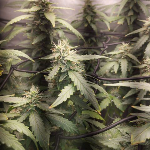 Elixir CBD auto growlog timeline photo