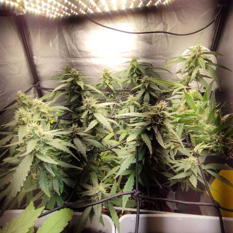 Elixir CBD auto growlog timeline photo