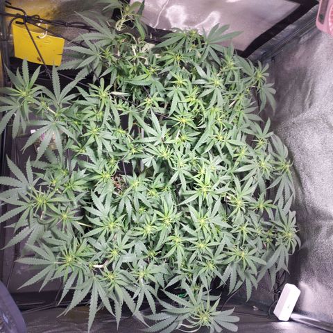 Amnesia fem growlog photo: Poda antes de floración 