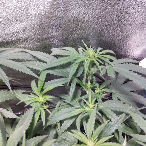 Amnesia fem growlog timeline photo
