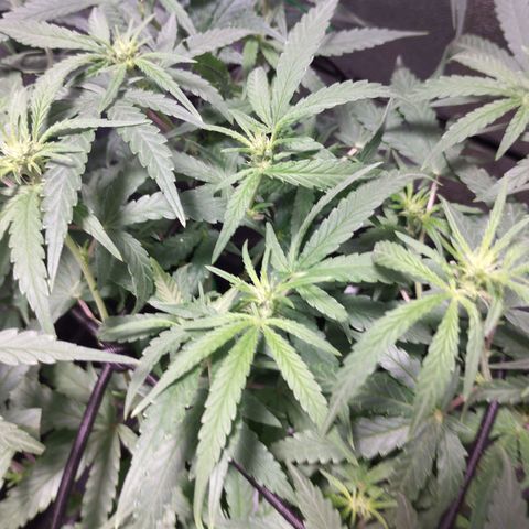 Amnesia fem growlog timeline photo