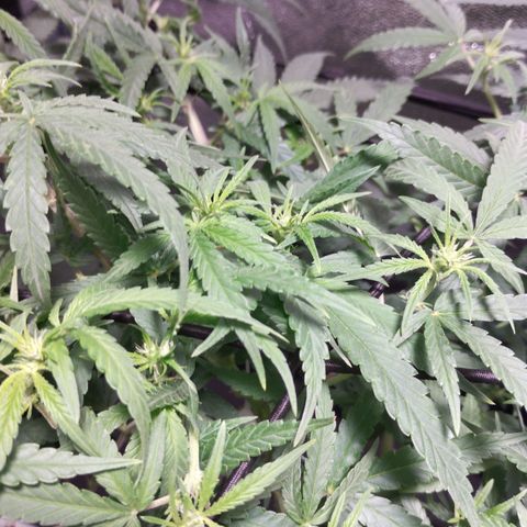 Amnesia fem growlog timeline photo