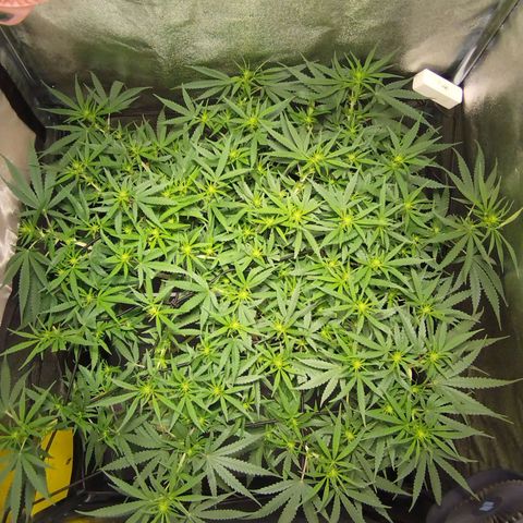 Amnesia fem growlog timeline photo