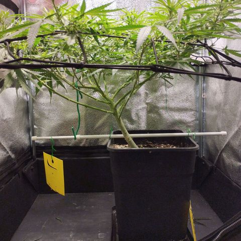 Amnesia fem growlog timeline photo