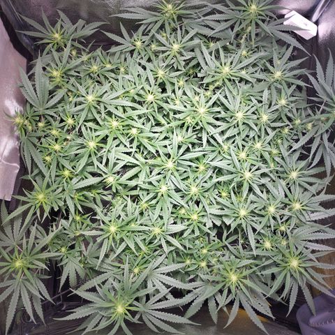 Amnesia fem growlog timeline photo