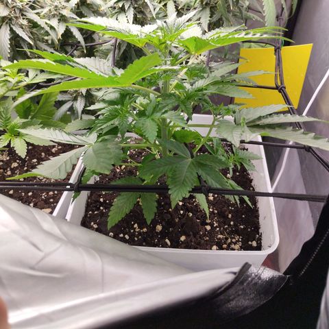 Lemon Haze auto  growlog timeline photo