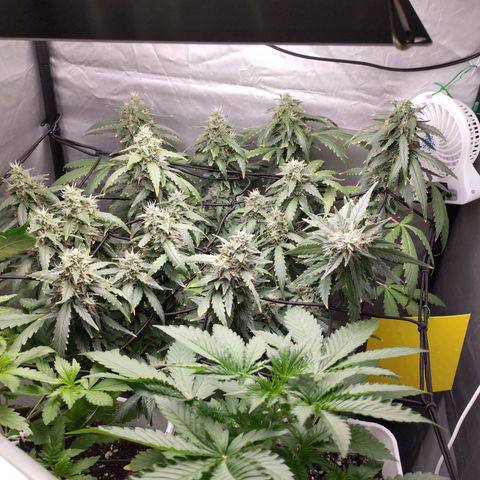 Elixir CBD auto growlog timeline photo
