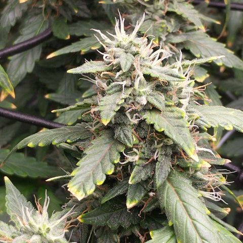 Elixir CBD auto growlog timeline photo