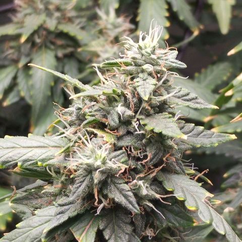 Elixir CBD auto growlog timeline photo