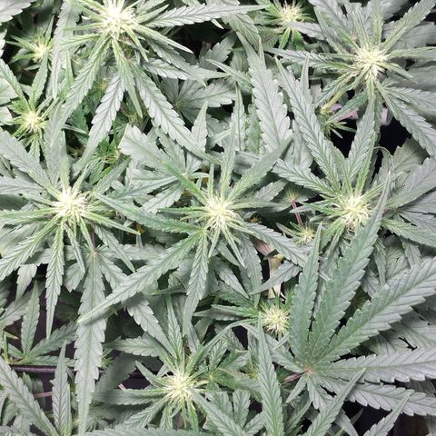 Amnesia fem growlog timeline photo