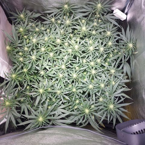 Amnesia fem growlog timeline photo