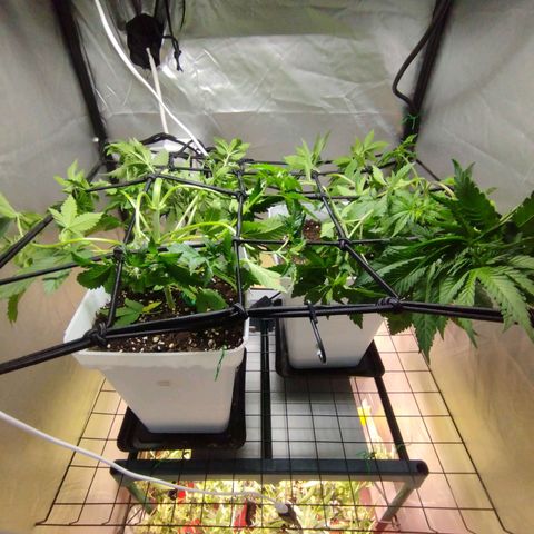 Lemon Haze auto  growlog timeline photo