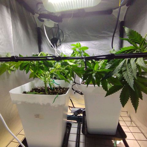 Lemon Haze auto  growlog timeline photo