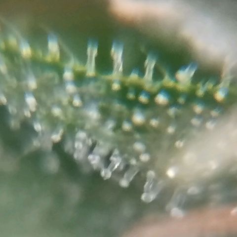 Elixir CBD auto growlog timeline photo